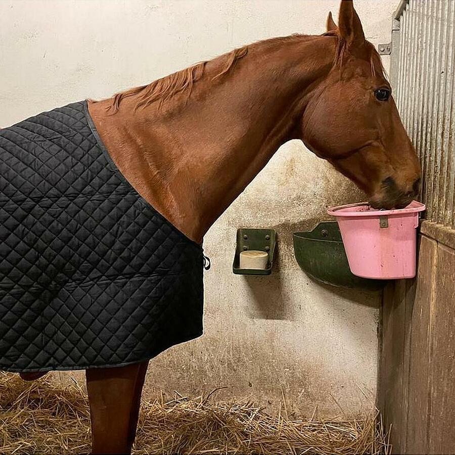 Garde D'épaule Deluxe Weatherbeeta - Protection Cheval - Neuf