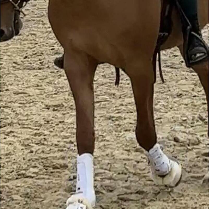 CATAGO Fir-Tech Guérison Guêtres – Noir Poney