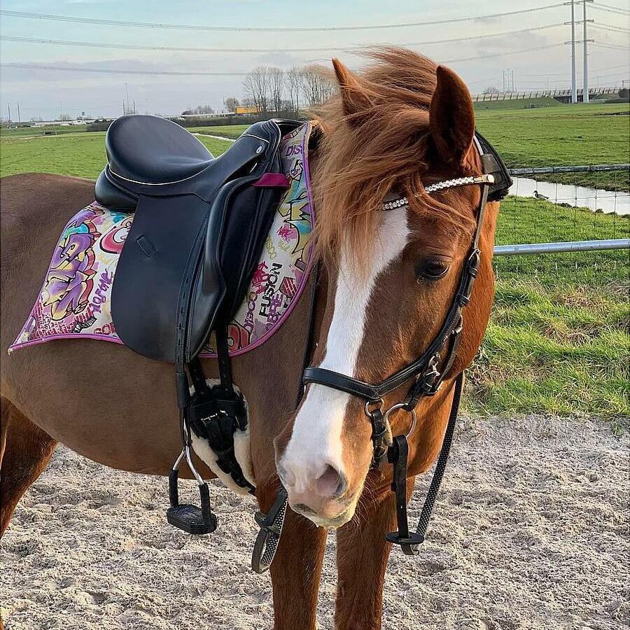 Bridon Rambo Micklem Multi Bridle 2.0 Noir