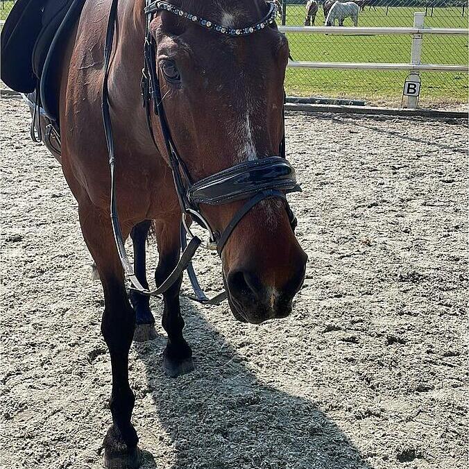 Bride De Spectacle Aces Equine En Cuir Noir Avec Cristaux – Neuve, UK