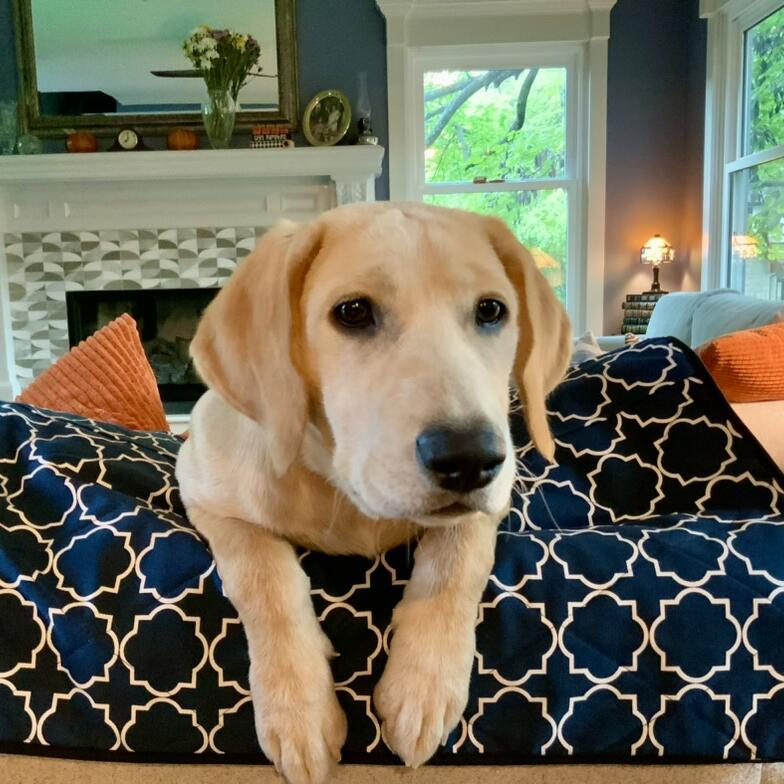 Mega mutt dog bed washing clearance instructions