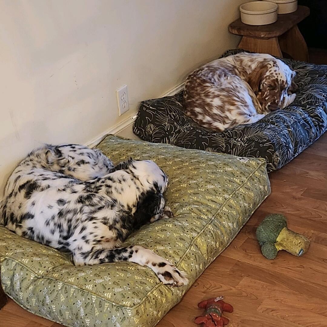 Machine Washable Dog Bed Styles Molly Mutt