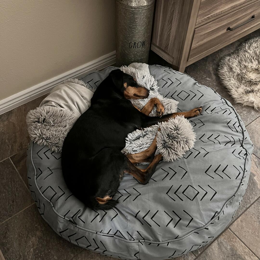 Dog Bed Replacement Covers Washable Dog Bed Duvets Molly Mutt