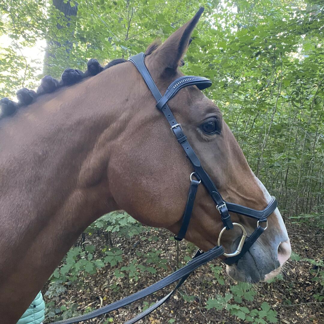 Rênes d'entraînement élastiques Shires – GS Equestrian