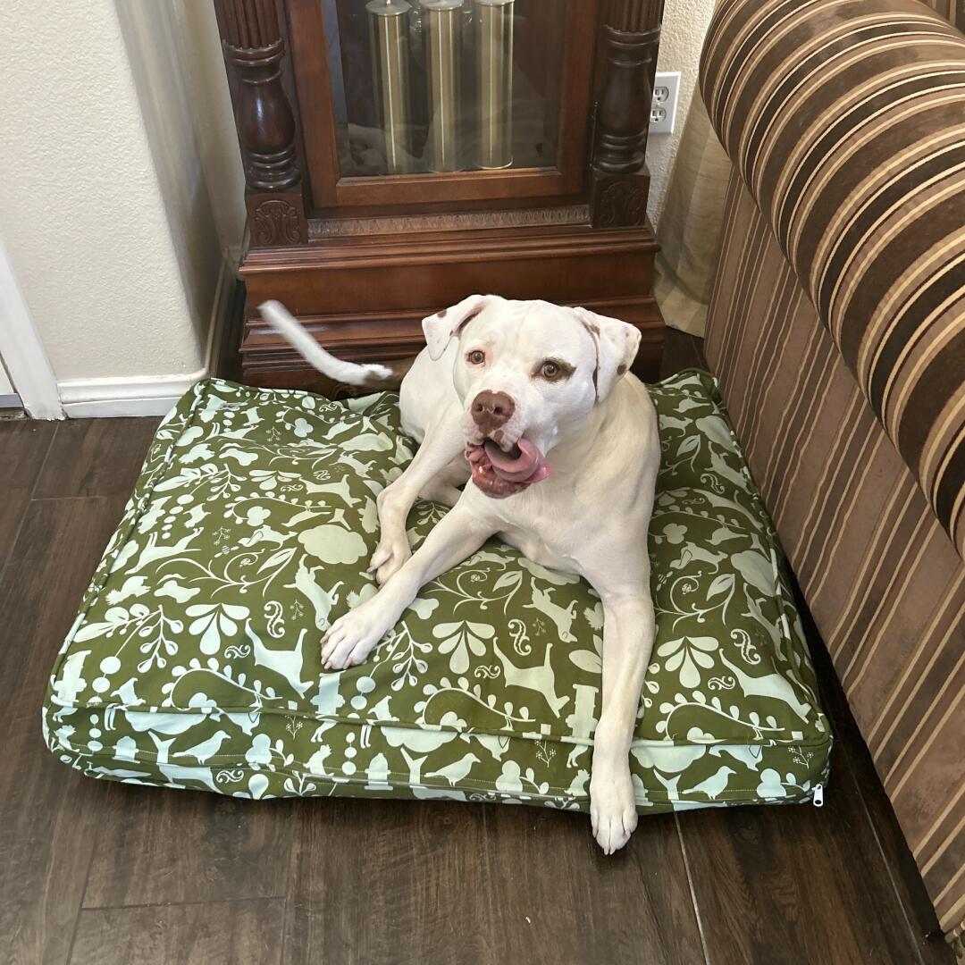 Canvas Dog Bed Covers Durable Dog Bed Covers 100 Cotton Molly Mutt