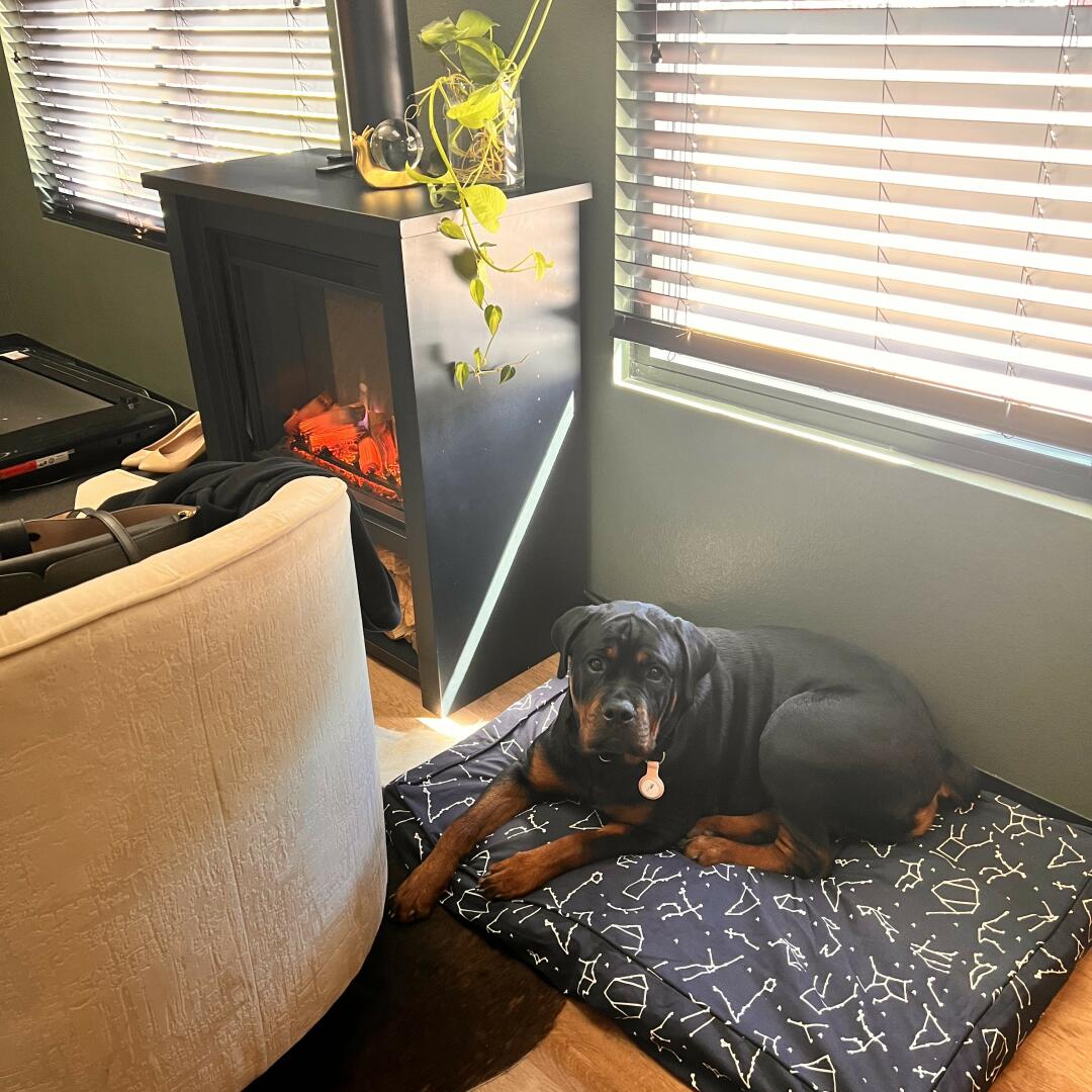 Machine Washable Dog Bed Styles Molly Mutt