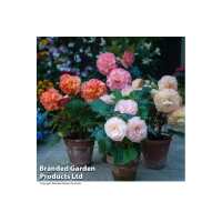 Read Wowcher Reviews