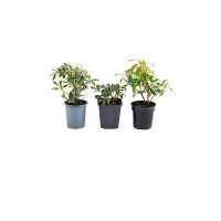 Read Wowcher Reviews