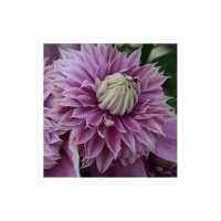 Read Wowcher Reviews