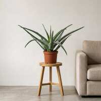 Read Hortology Reviews