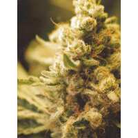 Read Ice cannabis seeds Reviews