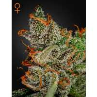 Read Ice cannabis seeds Reviews