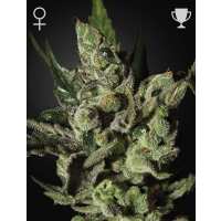 Read Ice cannabis seeds Reviews