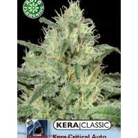 Read Ice cannabis seeds Reviews