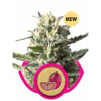 Read Ice cannabis seeds Reviews