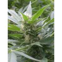 Read Ice cannabis seeds Reviews