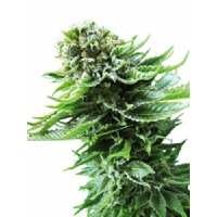 Read Ice cannabis seeds Reviews