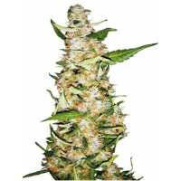 Read Ice cannabis seeds Reviews