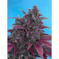 Read Ice cannabis seeds Reviews