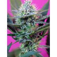 Read Ice cannabis seeds Reviews