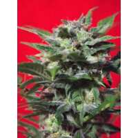 Read Ice cannabis seeds Reviews