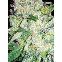 Read Ice cannabis seeds Reviews