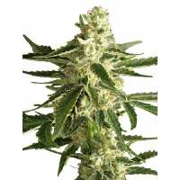 Read Ice cannabis seeds Reviews
