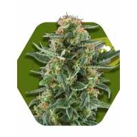 Read Ice cannabis seeds Reviews