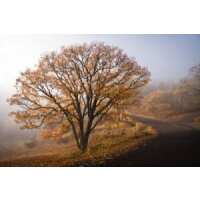 Read King & McGaw Reviews