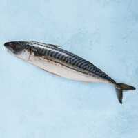 Read The Fish Society Reviews