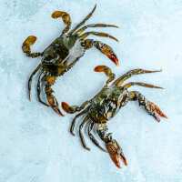 Read The Fish Society Reviews