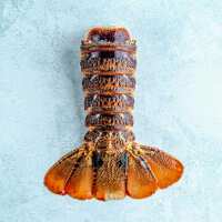 Read The Fish Society Reviews