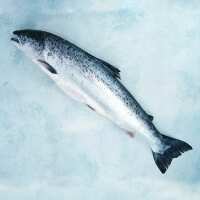 Read The Fish Society Reviews