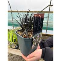 Read Grasslands Nursery Reviews