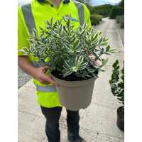 Read Grasslands Nursery Reviews