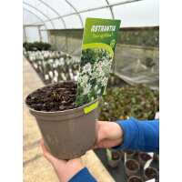 Read Grasslands Nursery Reviews