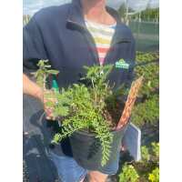 Read Grasslands Nursery Reviews