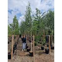 Read Grasslands Nursery Reviews