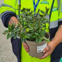 Read Grasslands Nursery Reviews