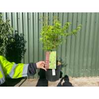 Read Grasslands Nursery Reviews
