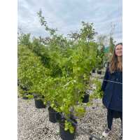 Read Grasslands Nursery Reviews