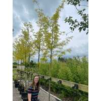 Read Grasslands Nursery Reviews