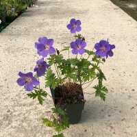 Read Grasslands Nursery Reviews