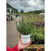 Read Grasslands Nursery Reviews