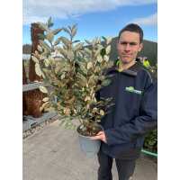 Read Grasslands Nursery Reviews