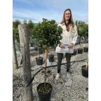 Read Grasslands Nursery Reviews