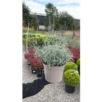 Read Grasslands Nursery Reviews