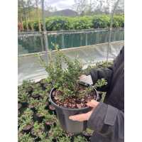 Read Grasslands Nursery Reviews