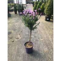 Read Grasslands Nursery Reviews