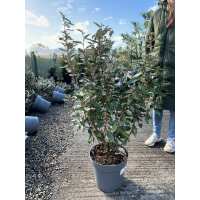 Read Grasslands Nursery Reviews